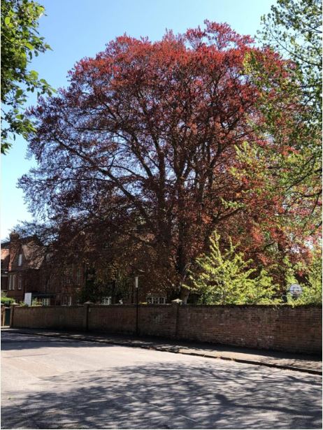 Copper Beech By Sue Clear, The Most Liked Photo Of 2020 On The Wa Facebook Page.