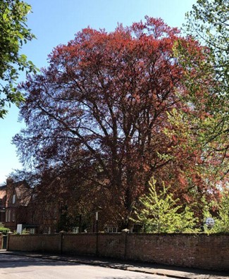 Copper Beech Tree